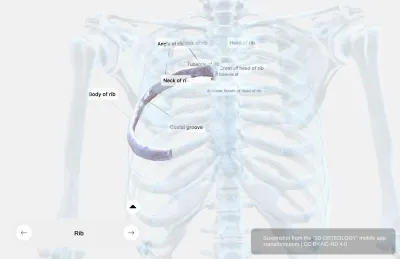 Rib Anatomy