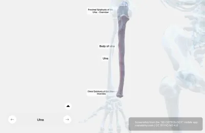 Ulna Anatomy