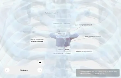 Vertebra Anatomy