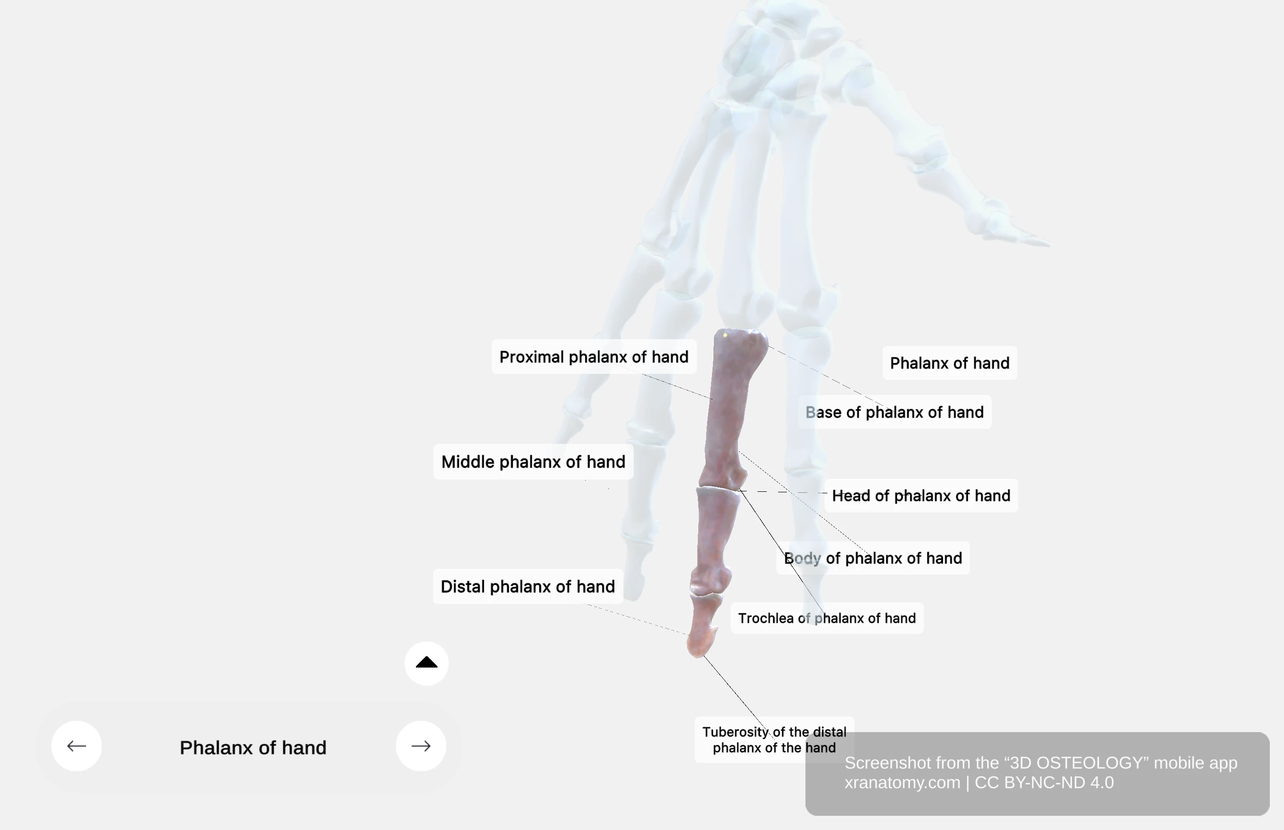 Phalanx of the hand showing body, base with articular surface, and head with condyles