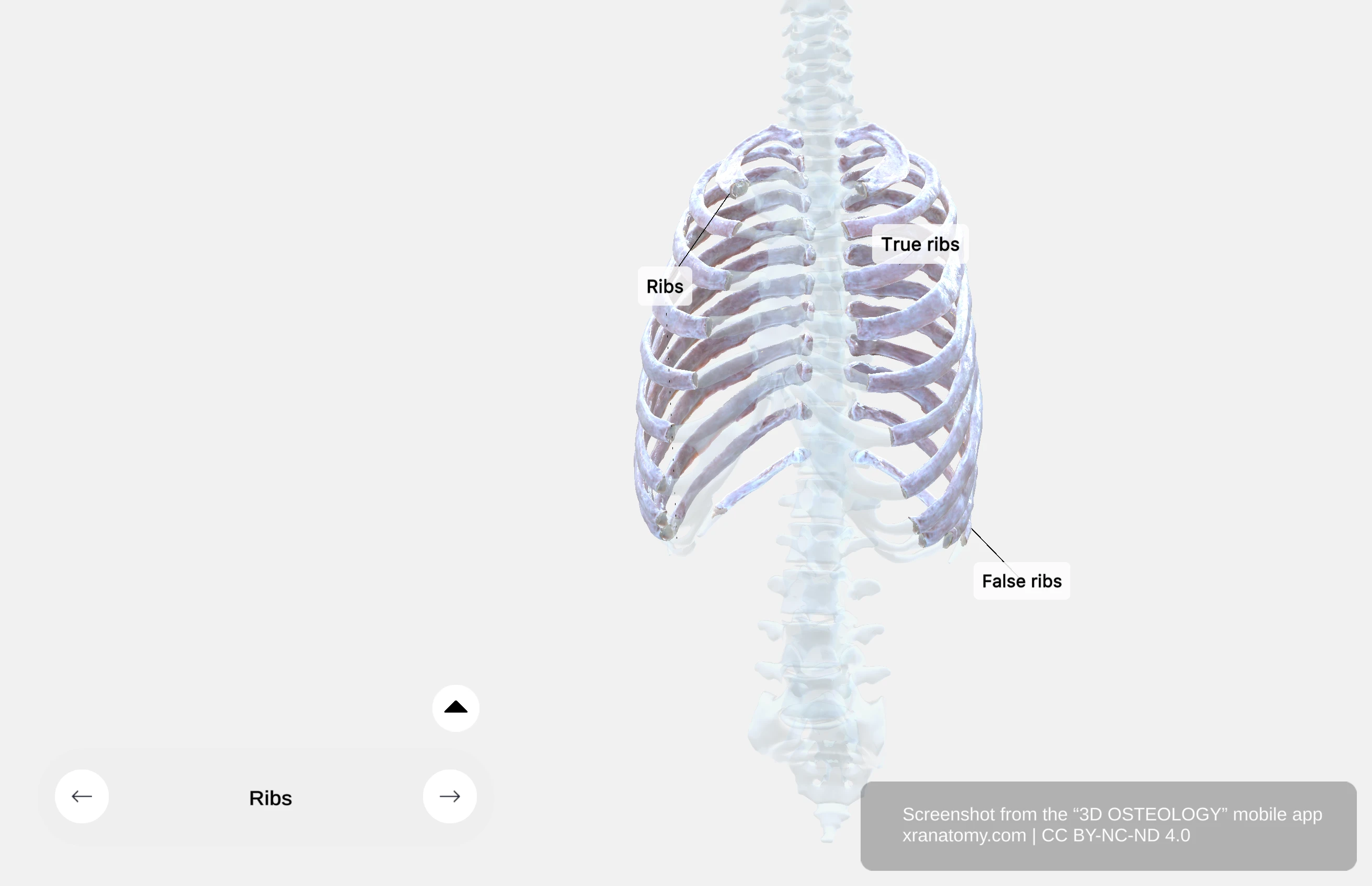 Ribs anatomy showing twelve paired bones comprising the thoracic cage with posterior vertebral articulation and anterior cartilage termination