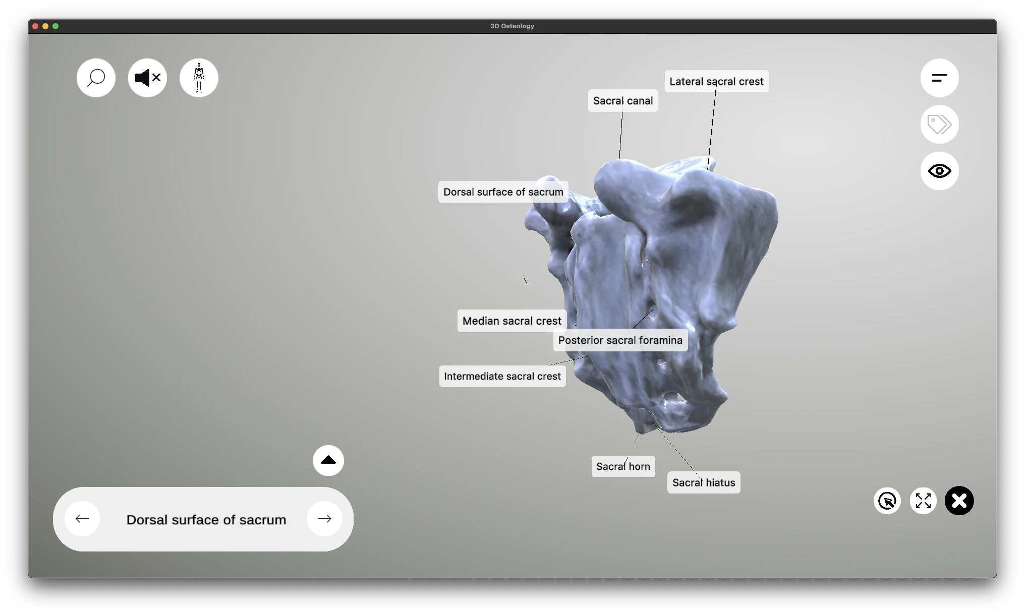 Posterior surface of the sacrum showing sacral crests and posterior foramina