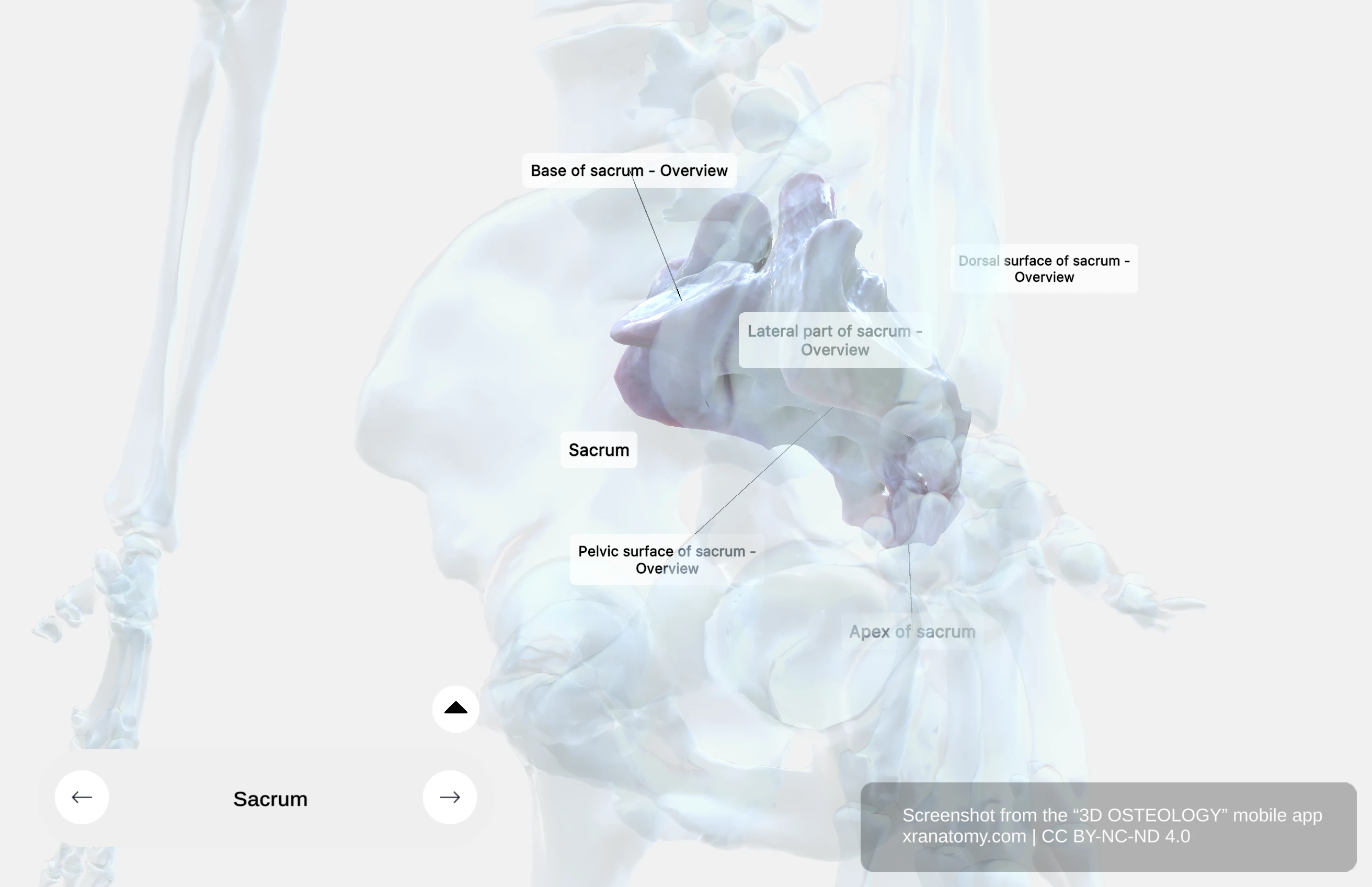 Lateral view of the sacrum showing auricular surface and sacral tuberosity