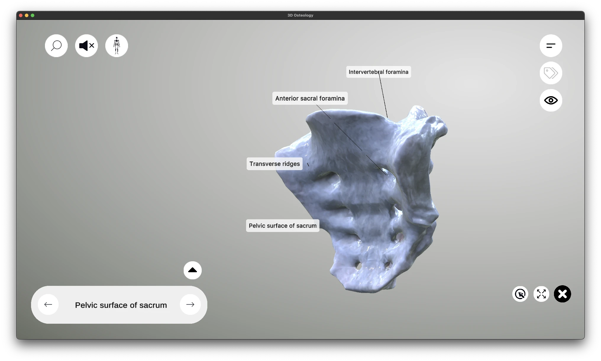 Pelvic surface of the sacrum showing anterior sacral foramina and concave curvature