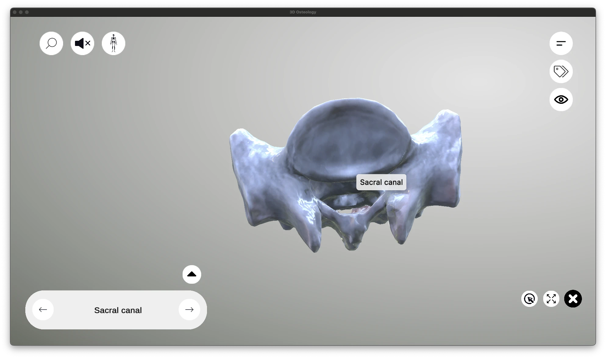 Sacral canal internal structure and anatomy