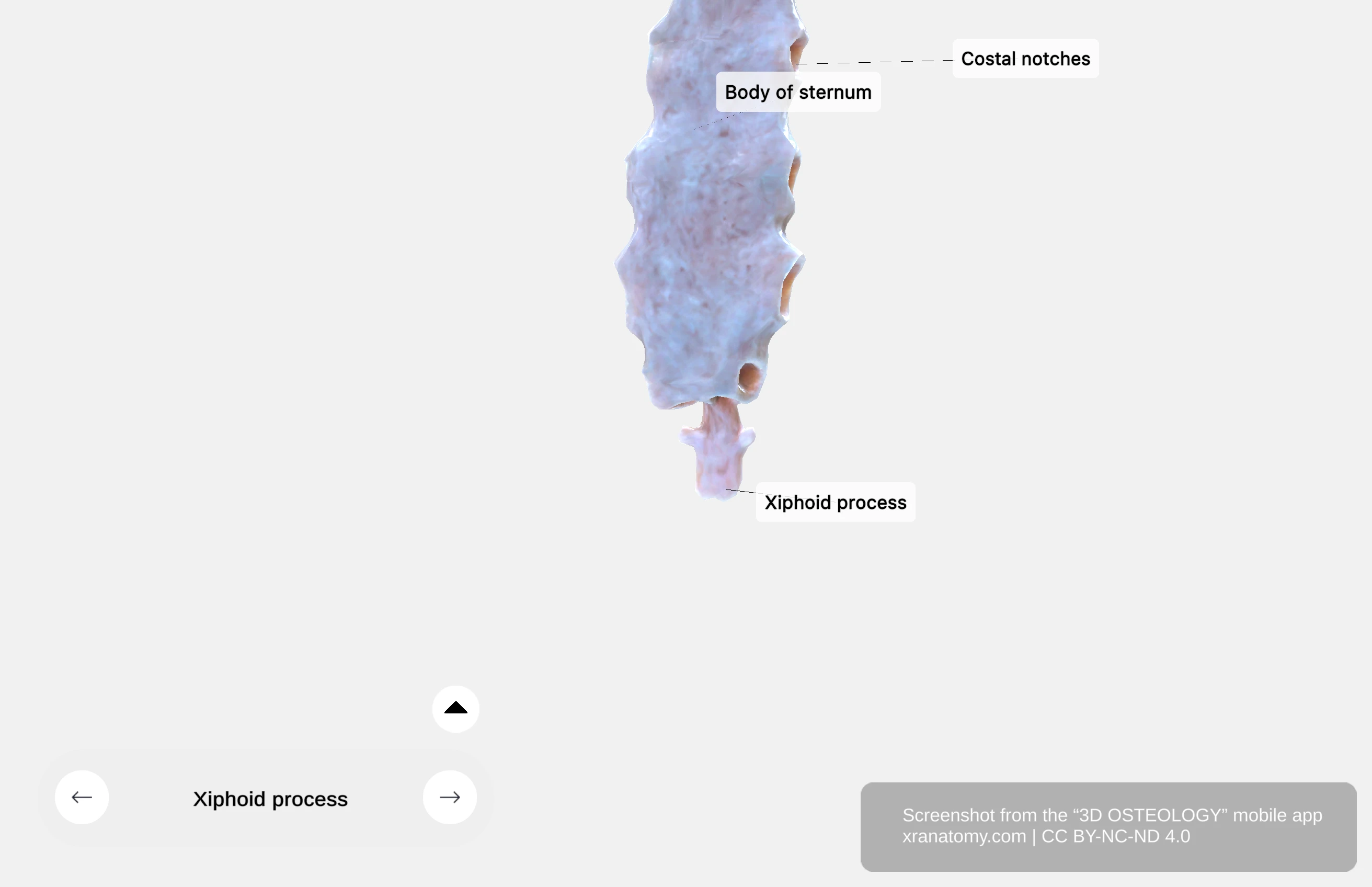 Xiphoid process of sternum showing the smallest and most inferior part of the sternum, initially cartilaginous and ossifying with age