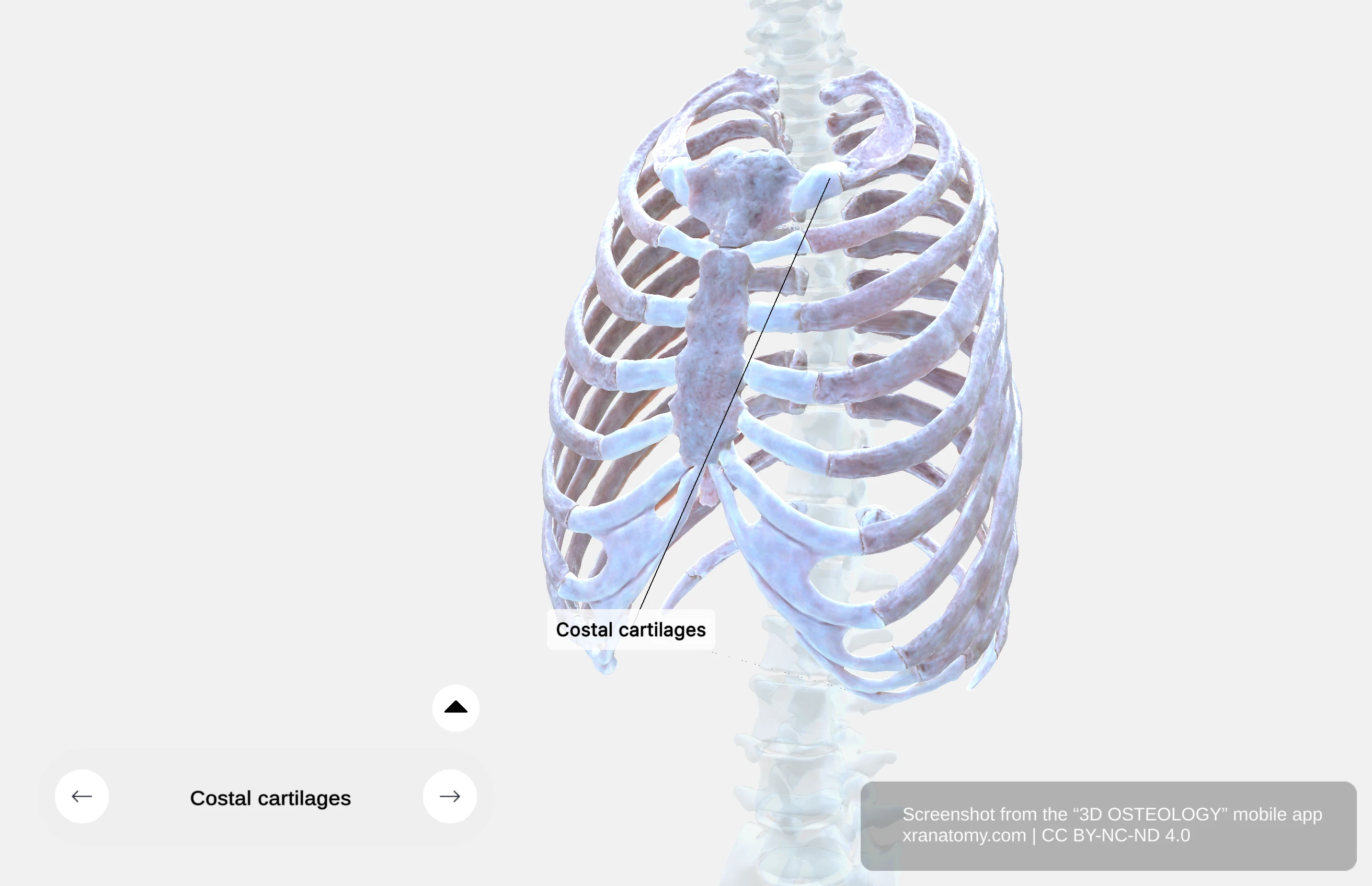 Costal cartilages showing hyaline cartilage connecting ribs to sternum providing flexibility to thoracic wall