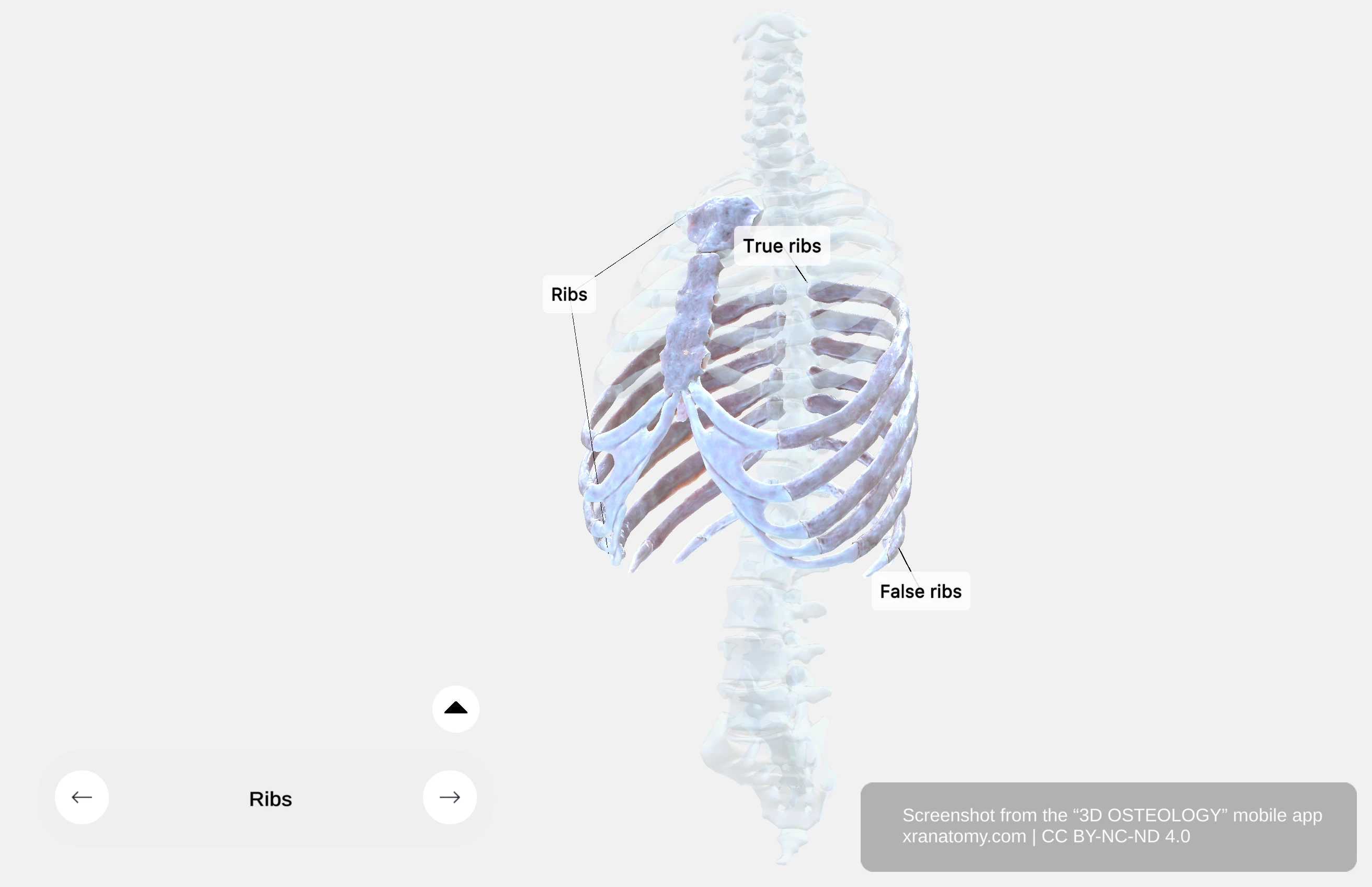 Costal cartilages demonstrating flexibility of thoracic wall facilitating thoracic wall expansion during respiration
