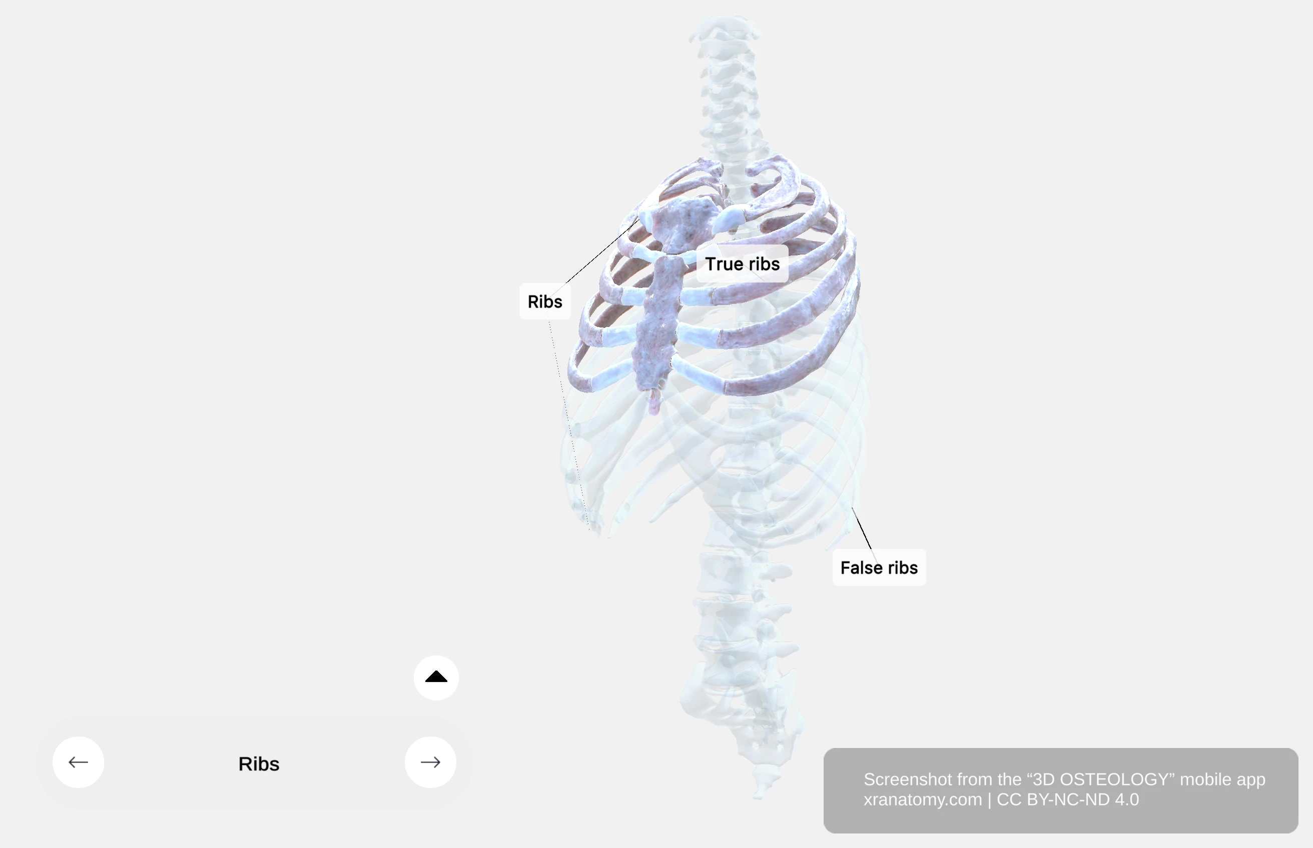 Costal cartilage connections showing first seven pairs attaching to sternum and eighth to tenth ribs attaching to cartilage above