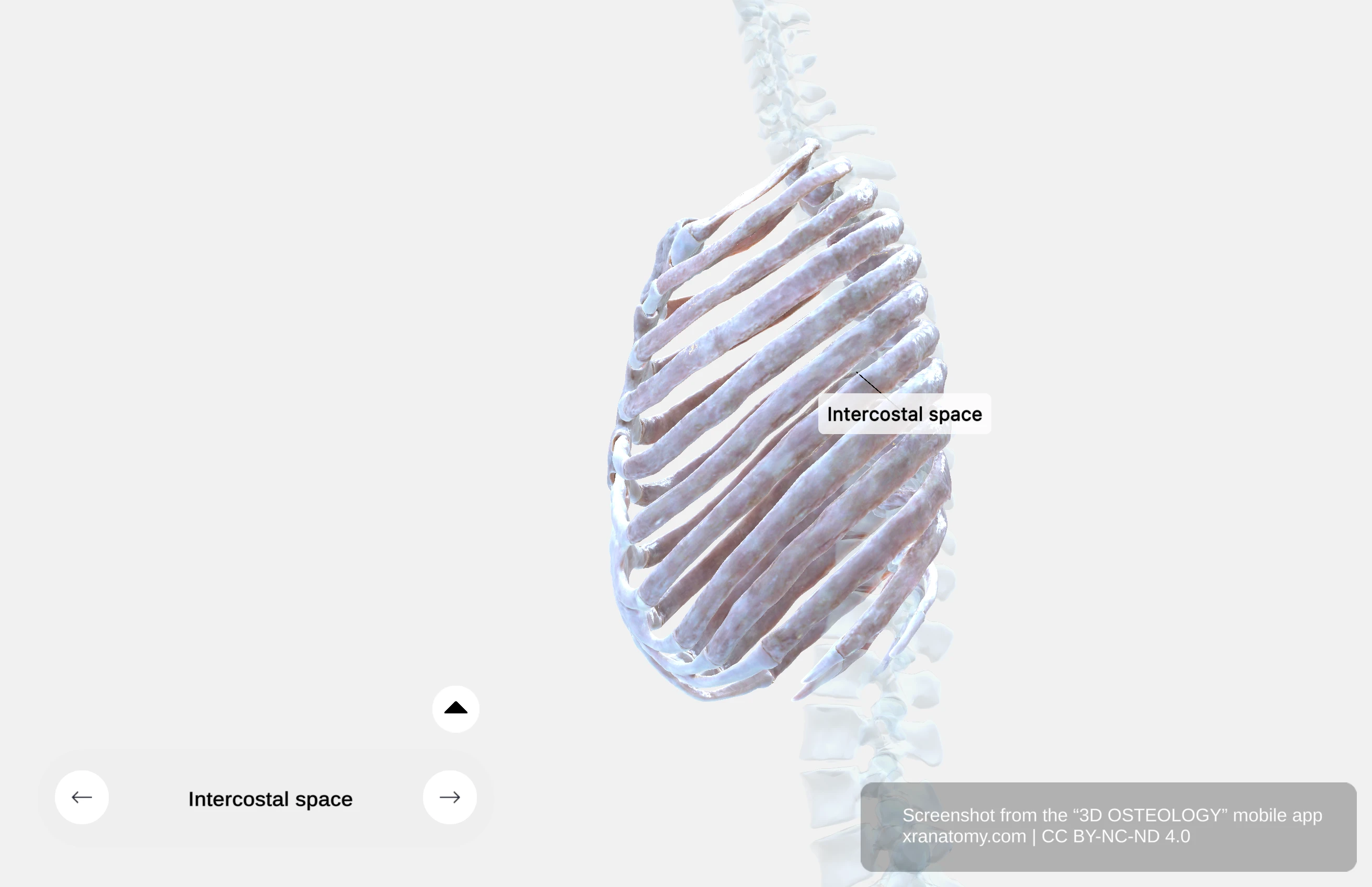 Intercostal spaces showing eleven spaces between adjacent ribs containing intercostal muscles and neurovascular bundles