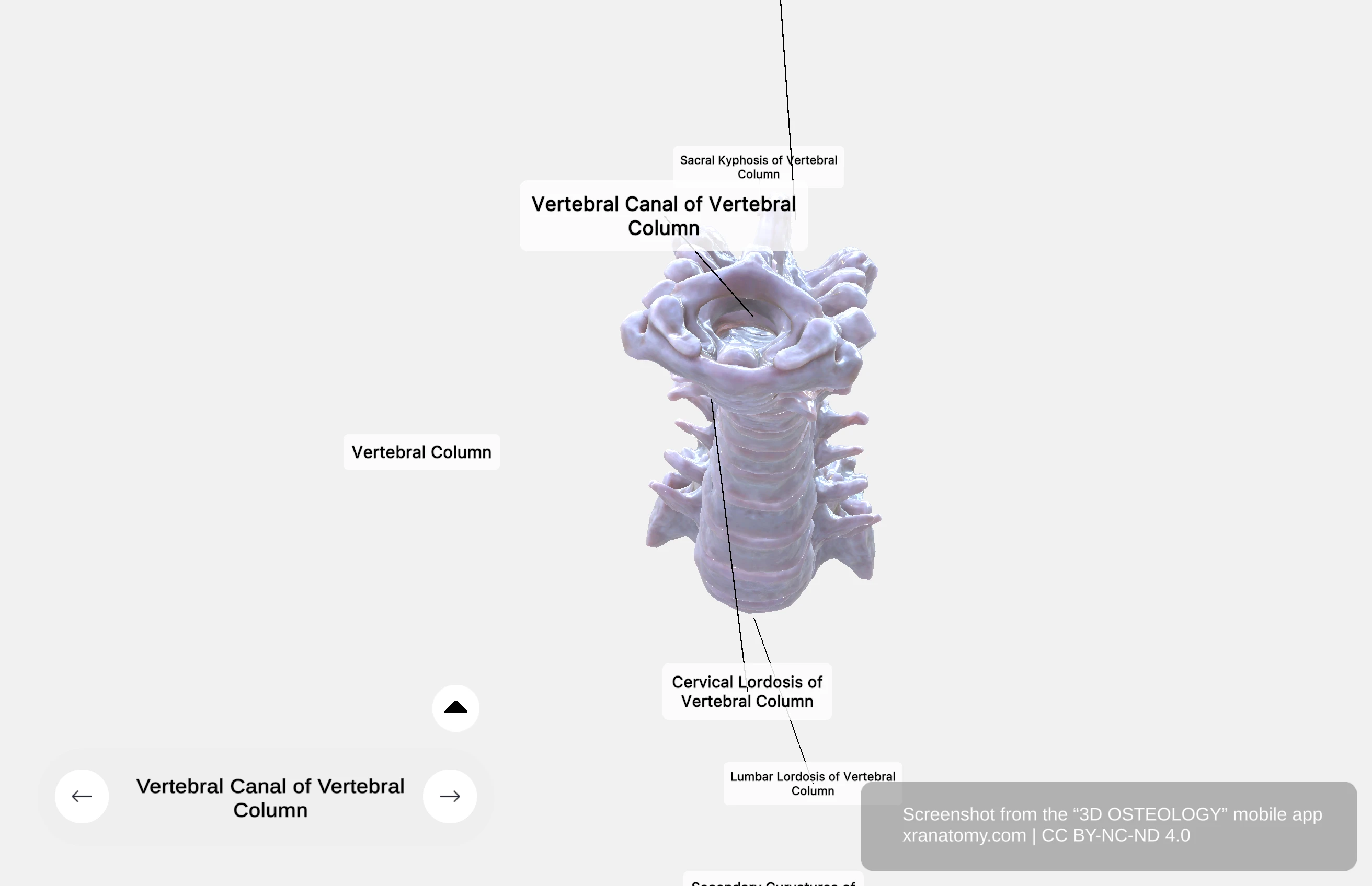 Vertebral canal showing hollow tube formed by alignment of vertebral foramina housing and protecting the spinal cord